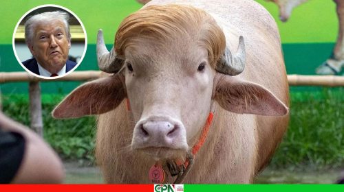 ডোনাল্ড ট্রাম্প কে নিয়ে খোঁচা দিল ইরান
